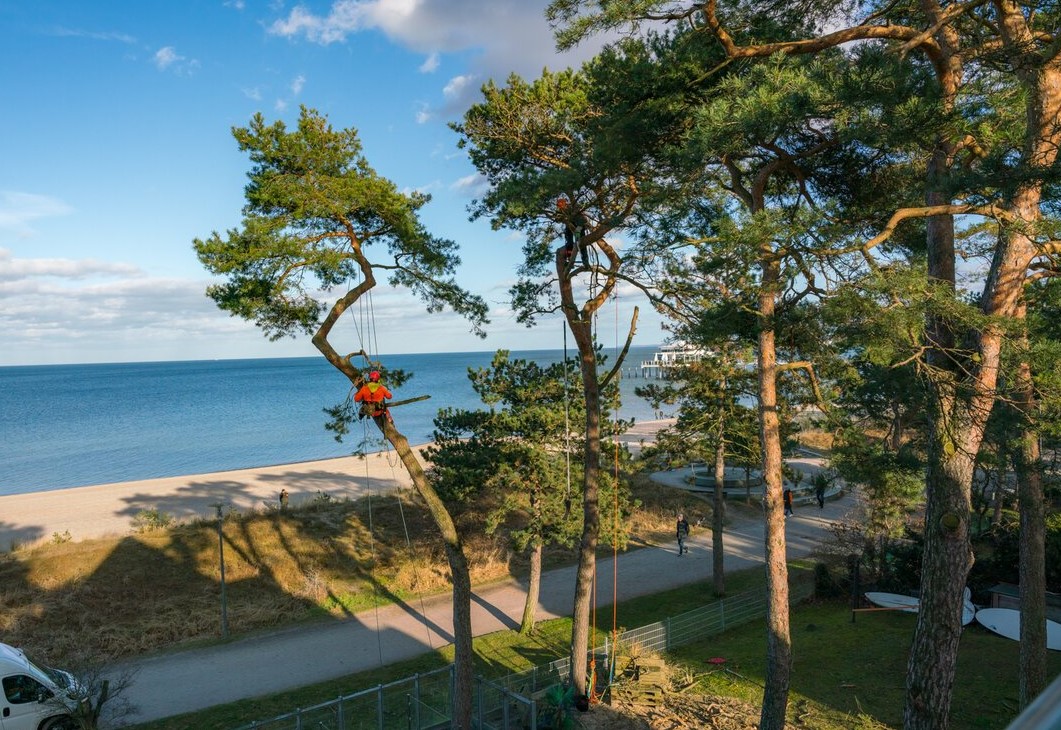 Baumarbeiten an der Ostsee mit Meerblick